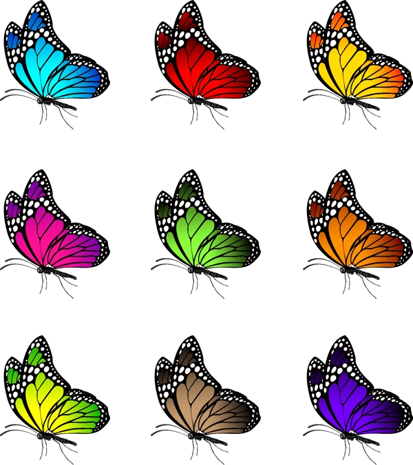彩色蝴蝶侧面图片