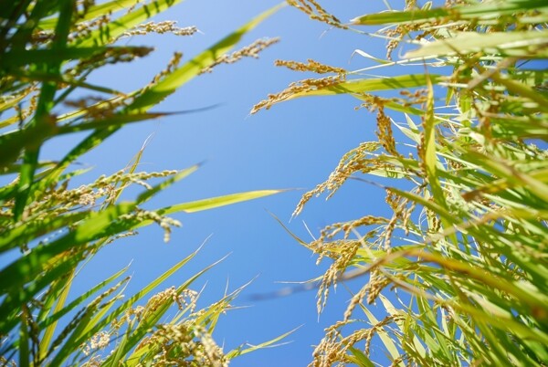 稻谷攝影圖片