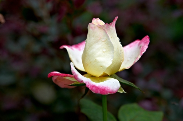 月季花圖片