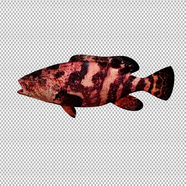 红锈石斑鱼图片