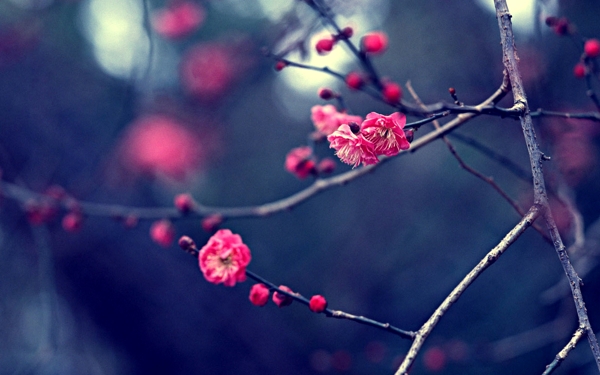 位圖插畫(huà)時(shí)尚插畫(huà)植物插畫(huà)植物免費(fèi)素材