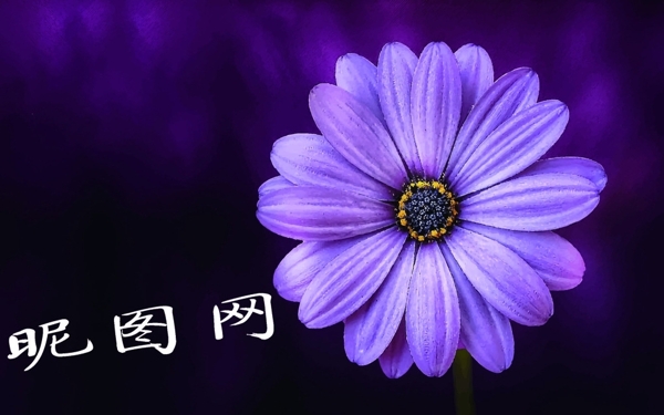 手绘紫色油画花朵