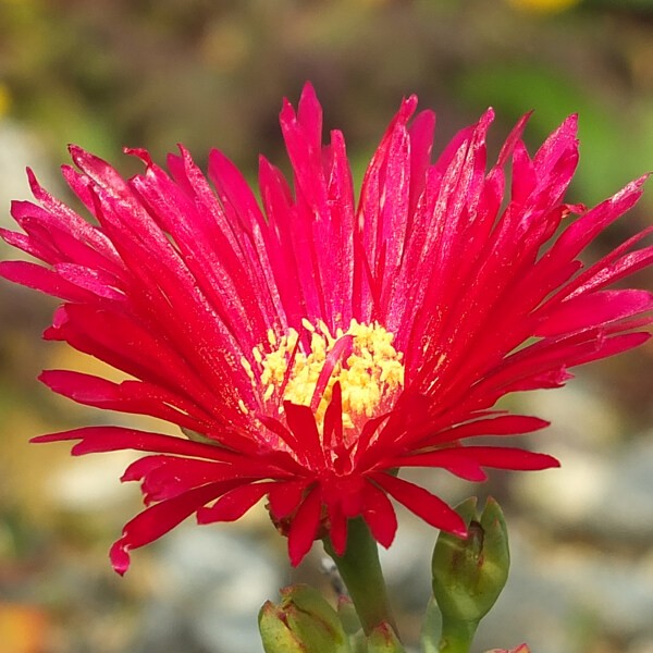 位圖植物攝影寫(xiě)實(shí)花卉花朵數(shù)碼照片免費(fèi)素材