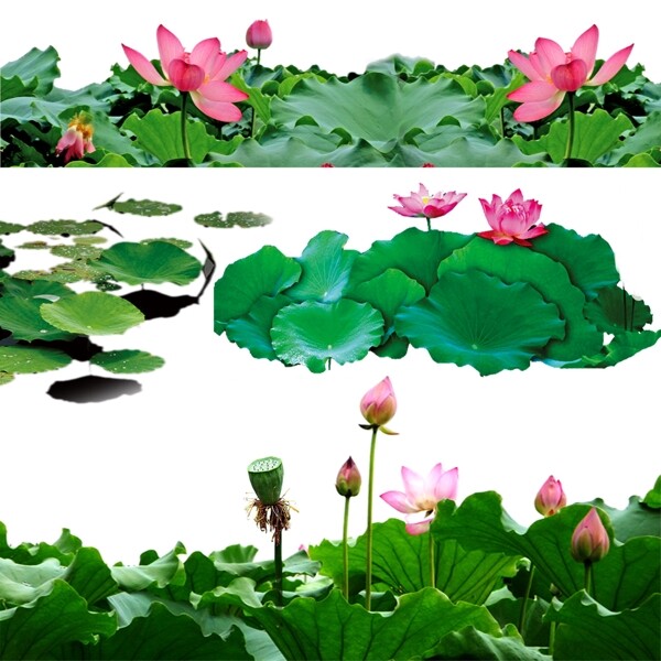 ps荷花素材