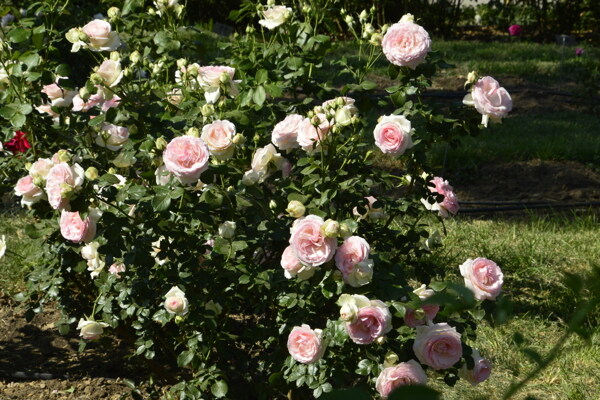 月季花