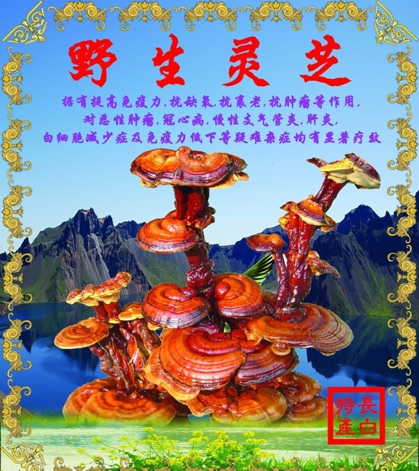 野生靈芝PSD封面說明書圖片