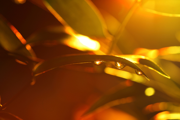 阳光与树叶上的水珠图片