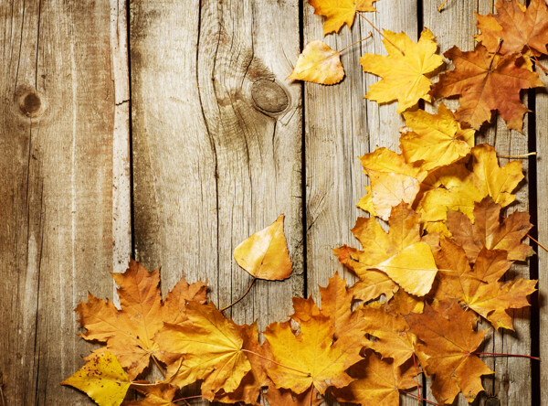 秋叶背景墙