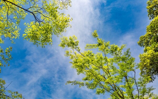 树绿树蓝天阳光绿叶