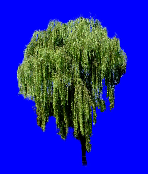 植物貼圖素材JPG1044