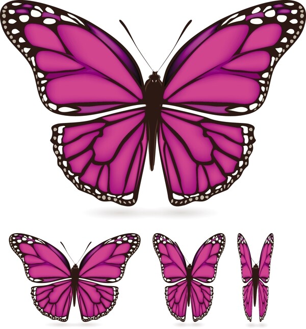 美丽的蝴蝶材料02美丽的翅膀图案矢量素材