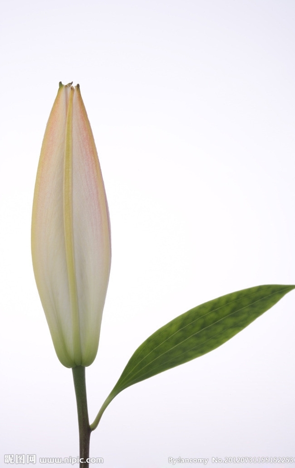 百合花圖片