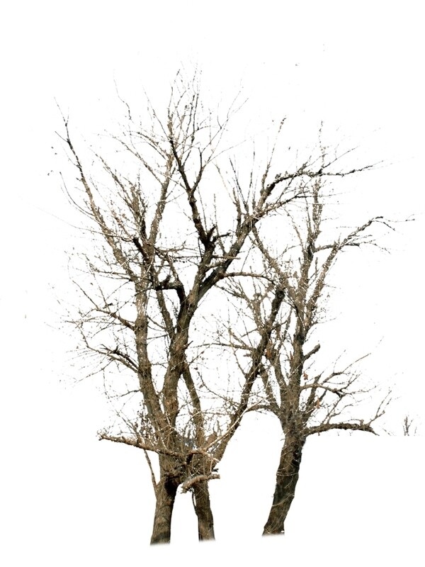 冬树枯树造型树干树树