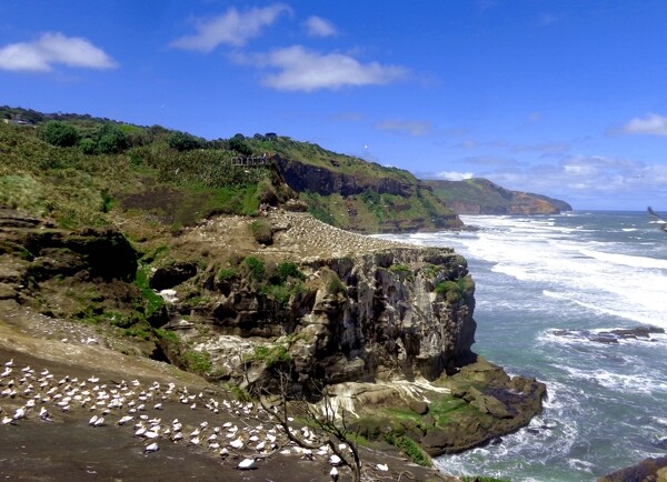 新西兰鸟岛自然风光
