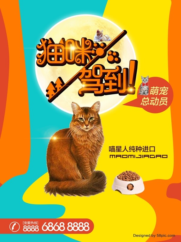 萌宠宠物店猫咪海报模板设计