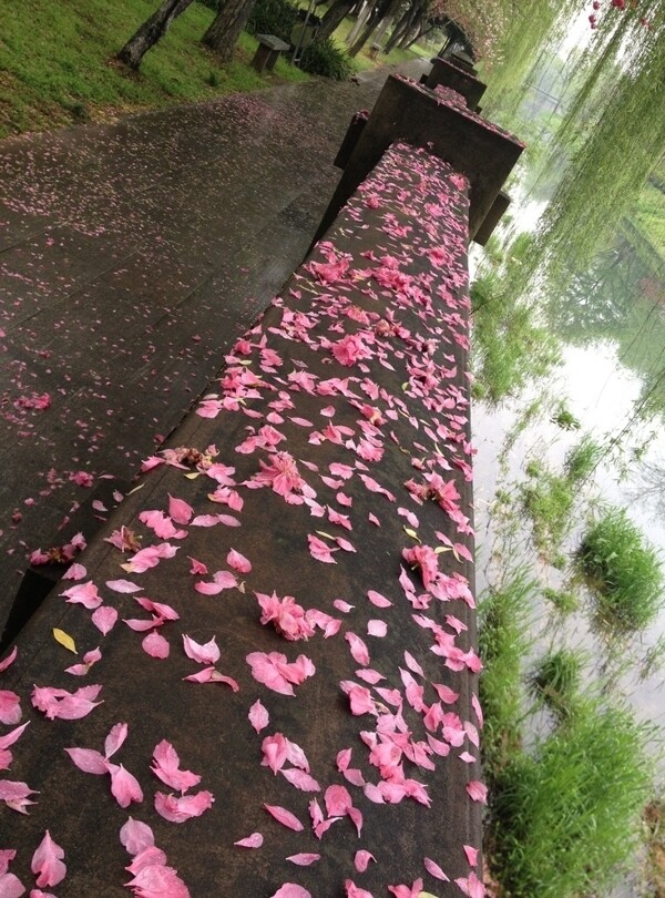 河道花落圖片