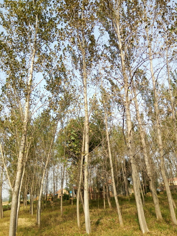 杨树林