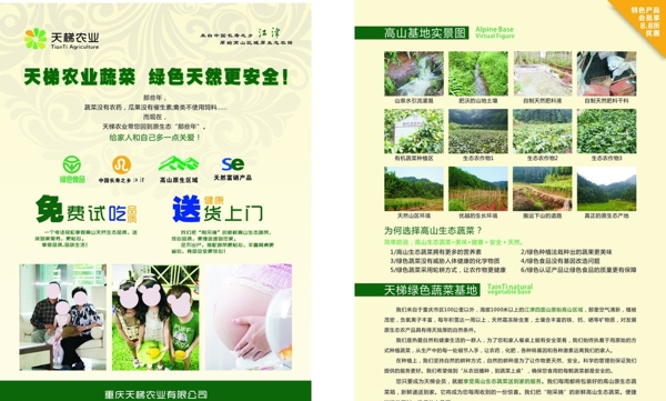 有機蔬菜宣傳單圖片