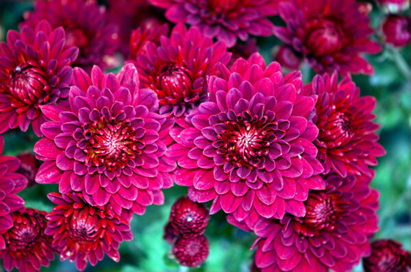 位圖植物攝影寫(xiě)實(shí)花卉花朵數(shù)碼照片免費(fèi)素材