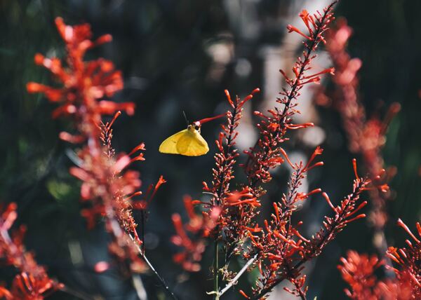 彩色的蝴蝶飞虫摄影
