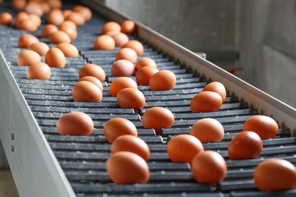 筛选鸡蛋