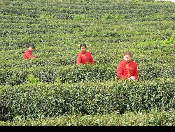 茶山圖片