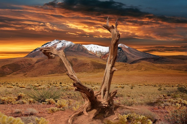 大自然沙漠图片枯树图片创意