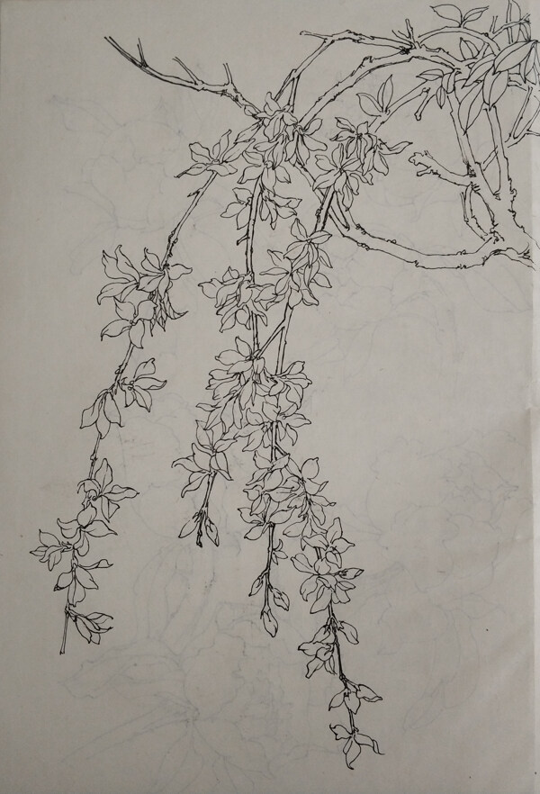 花卉线描小稿