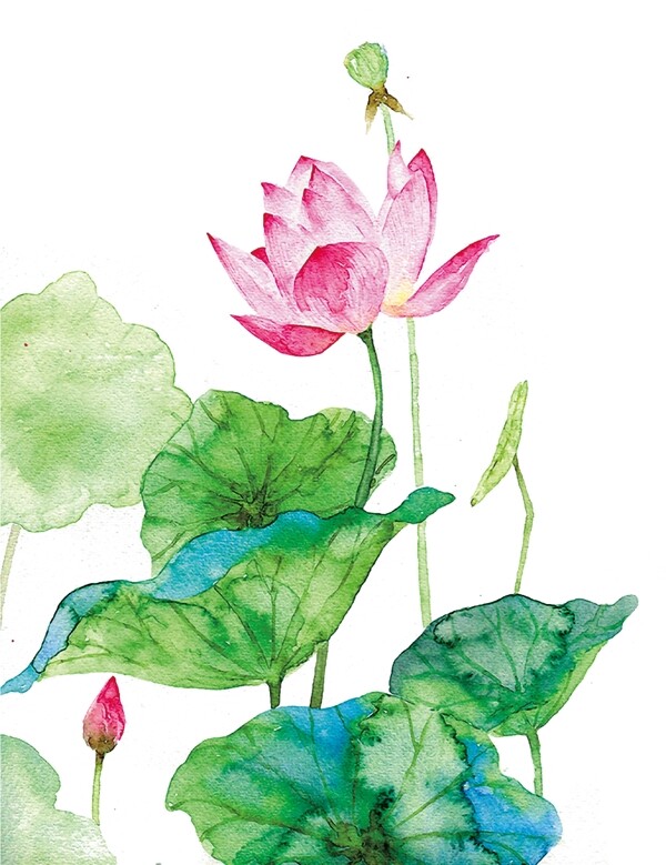 荷花