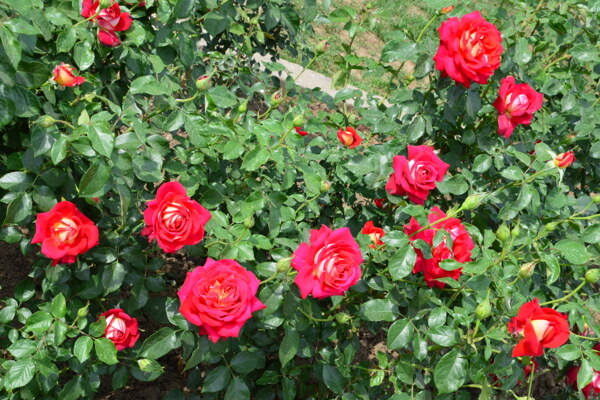 月季花