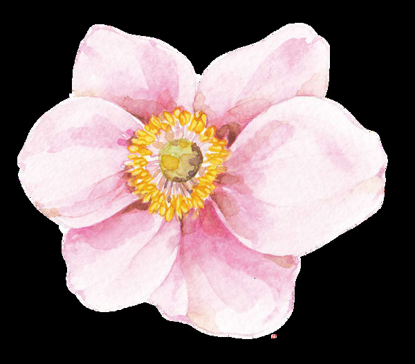 黃心花蕊透明素材