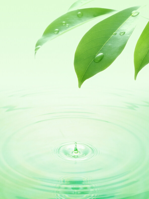 綠葉滴水