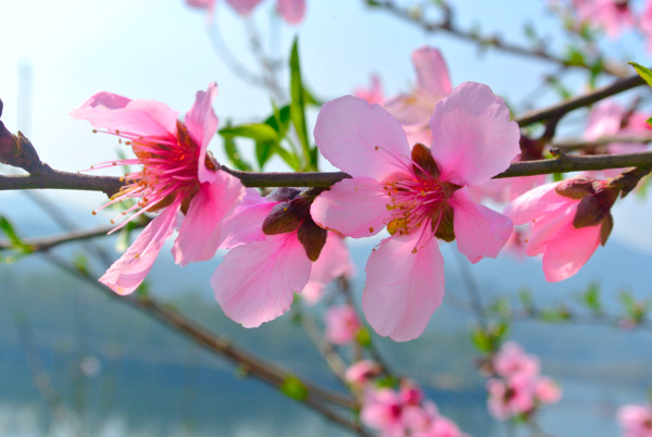 桃花圖片