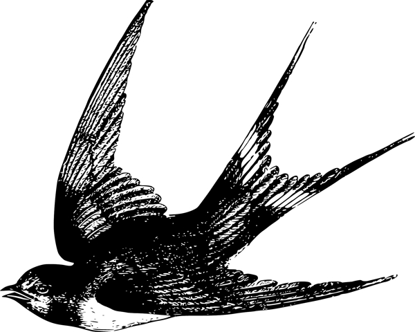燕子矢量插图图片