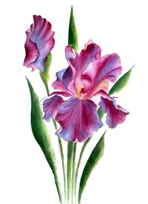位圖植物寫意花卉花朵野花免費(fèi)素材