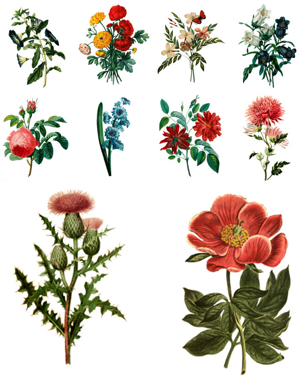 藝術(shù)手繪創(chuàng)意植物插畫