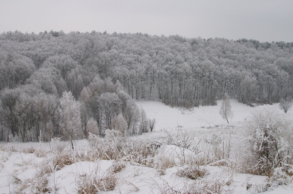 美丽树林雪景