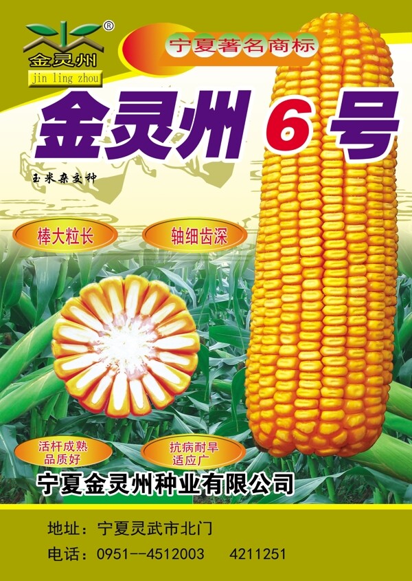 玉米種子圖片