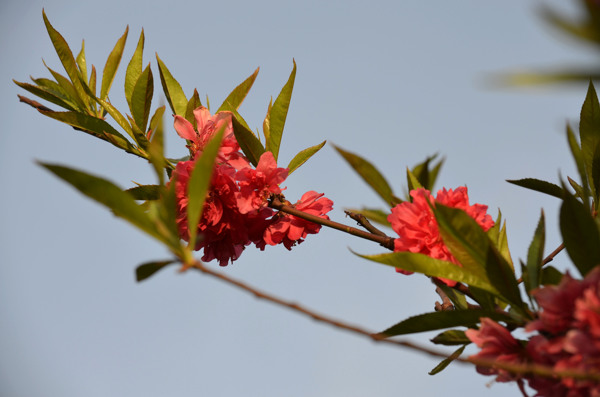 桃花圖片