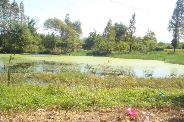 荒野池塘图片