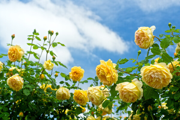 黄色玫瑰灌木花卉
