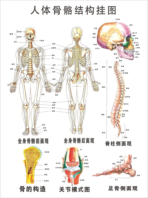 人体骨骼挂图宣传海报