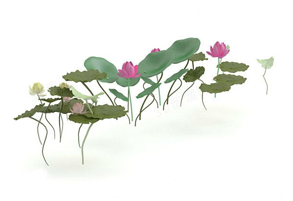 荷花3D模型
