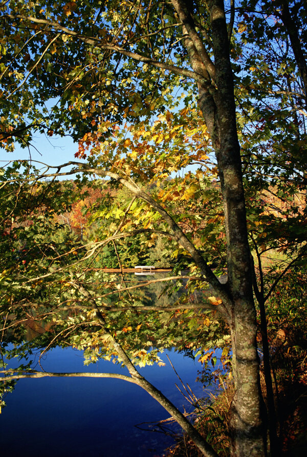 秋天树木风景图片