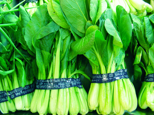 油菜圖片