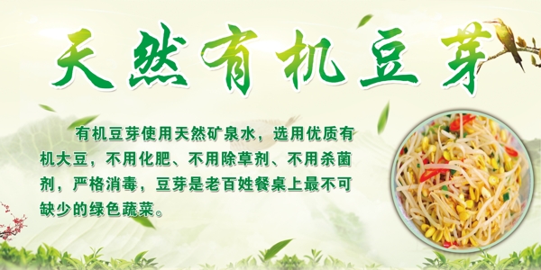 天然有機豆芽