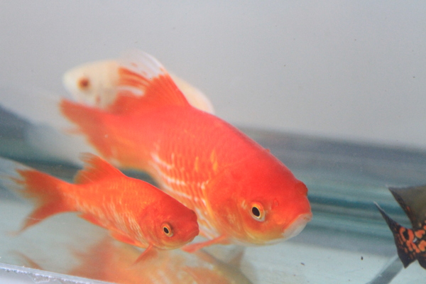 金魚圖片