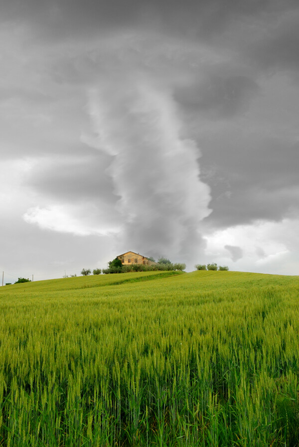 麦田上的龙卷风图片
