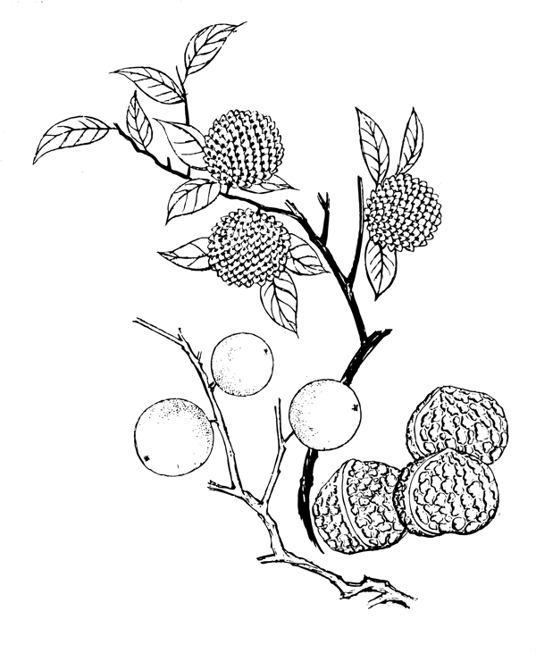核桃圖片描摹