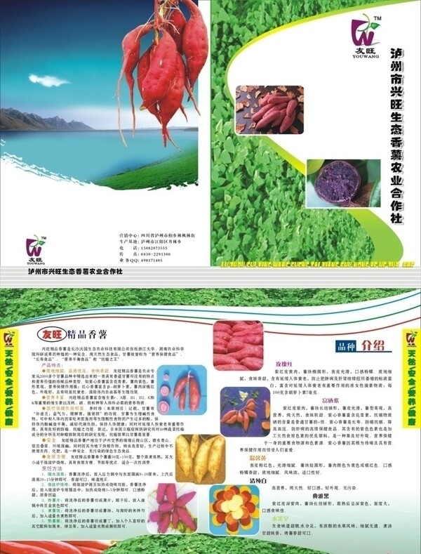 香薯圖片
